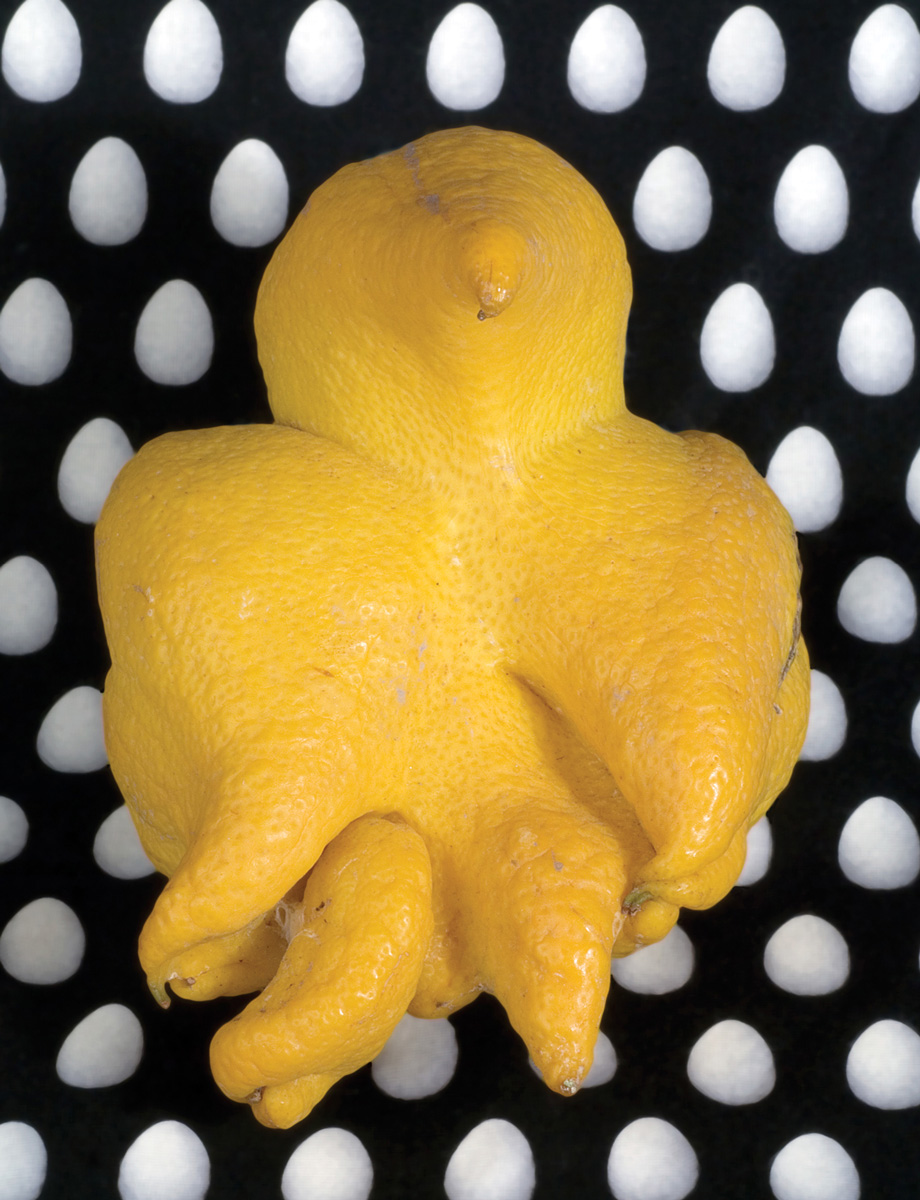 A photograph by artist Ellen Birrell of an oddly shaped lemon.