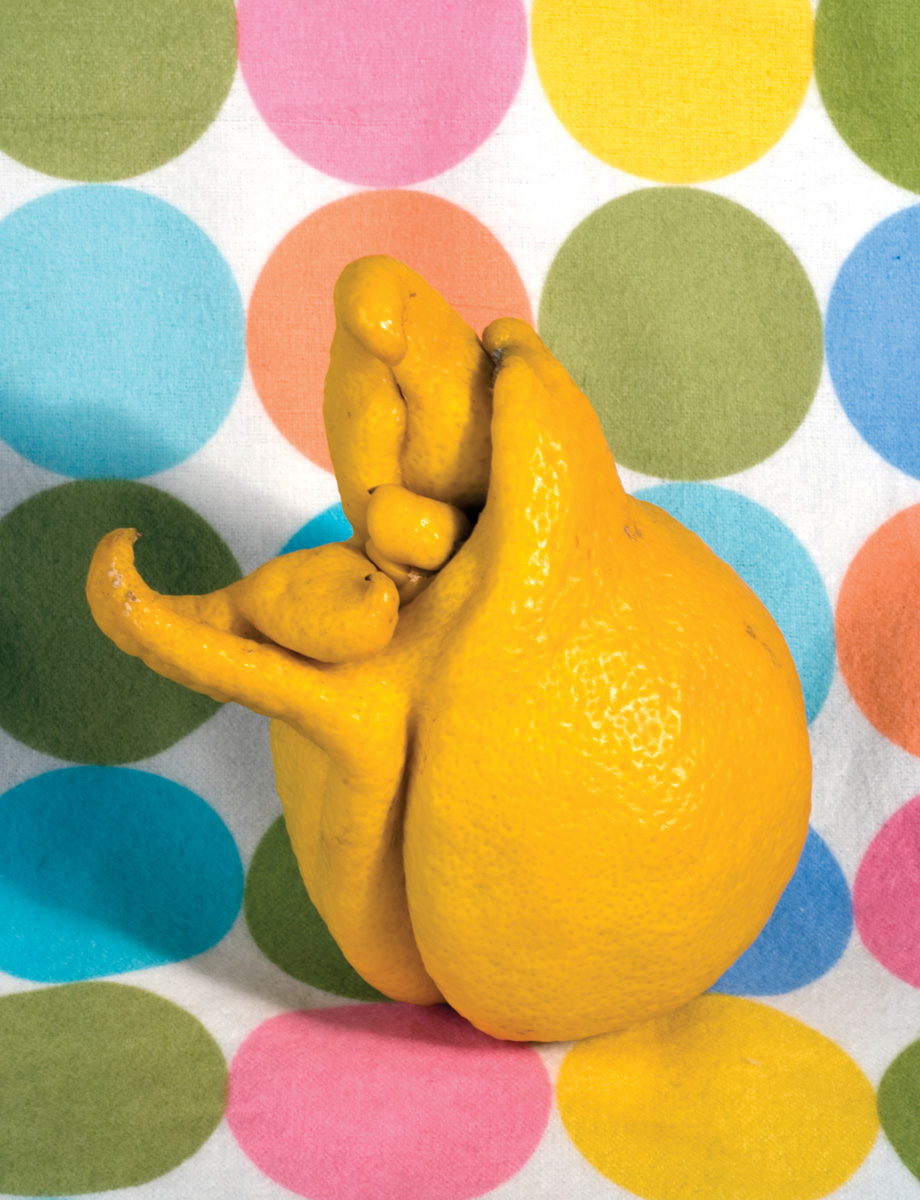 A photograph by artist Ellen Birrell of an oddly shaped lemon.