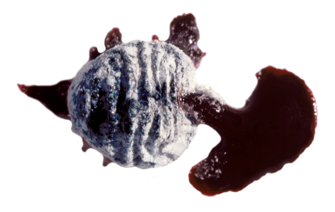 A photograph of a pregnant female cochineal insect (Dactylopius coccus), Arequipa, Peru. The insect, which lives on cacti from the genus Opuntia, is a parasite that is incapable of movement and produces carminic acid to deter predation by other insects. The acid is extracted from the insect’s body and eggs to make scarlet cochineal dye, primarily used as a food coloring and in cosmetics.