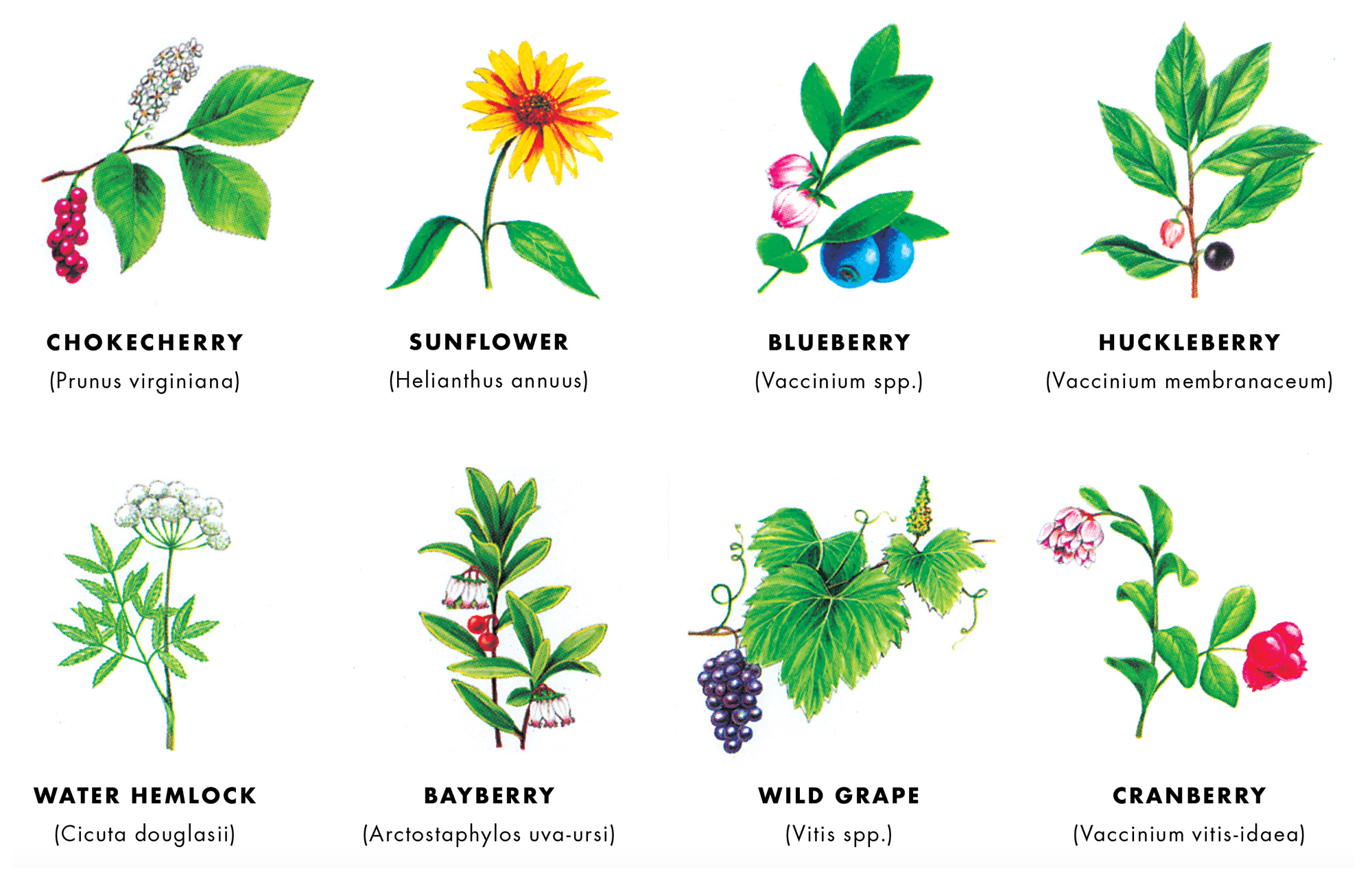 Edible wild plants that Thoreau would have recognized.
