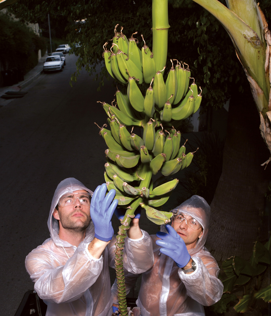 A photograph of two people admiring street fruit on Larissa Drive, Los Angeles, a few yards from the pre-celebrity apartments of Rock Hudson and James Dean.