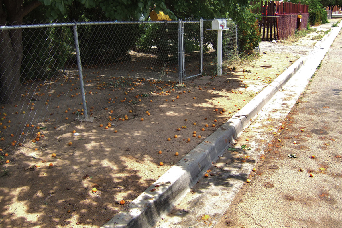 A photograph of fallen fruit on the sidewalk of 3rd Street, Santa Fe, New Mexico. The apricot is to Santa Fe what the fig is to Los Angeles; both grow without any care and seem to reseed themselves.