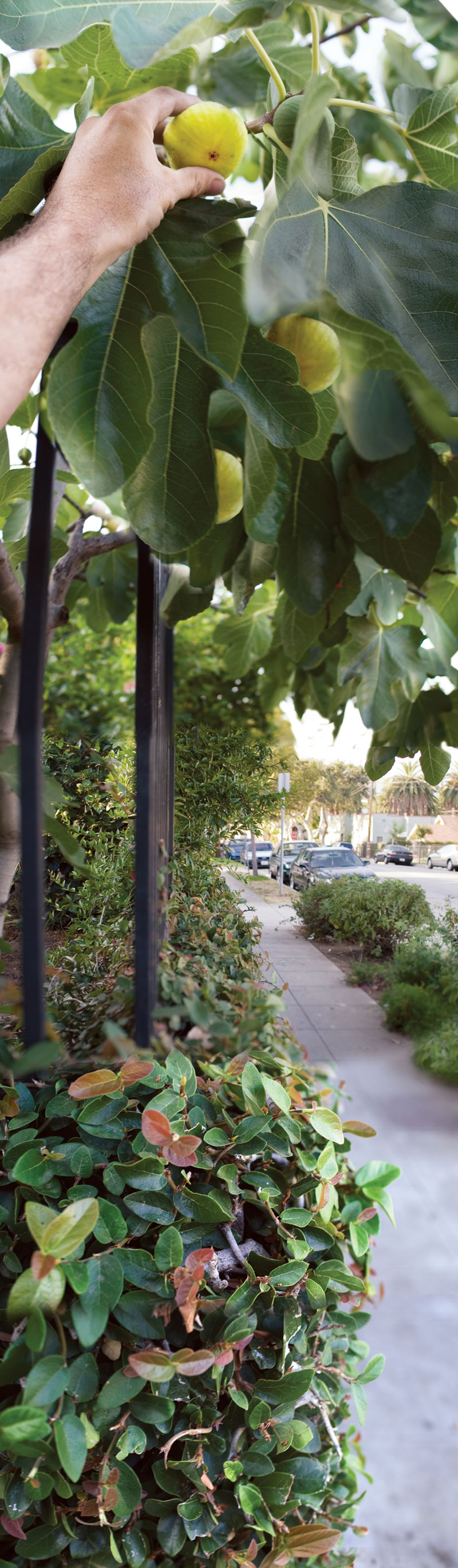 Figs on the border of private property, Talmadge Street, Los Angeles. An
example of half-public, half-private fruit.