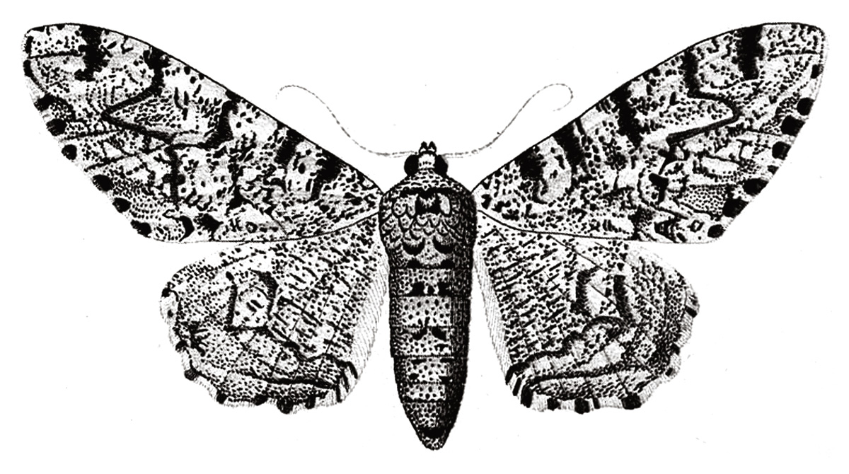 Peppered moth (Biston betularia). Illustration from Jakob Hübner, Die Nachtschmetterlinge, 1880. Available at biolib.de/huebner/nachtschmetterlinge/huebner_nachtschmetterlinge.pdf.