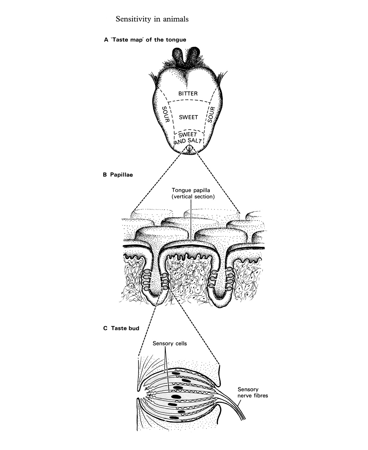 Illustration from B. S. Beckett, Biology: A Modern Introduction (Oxford: Oxford University Press, 1976).