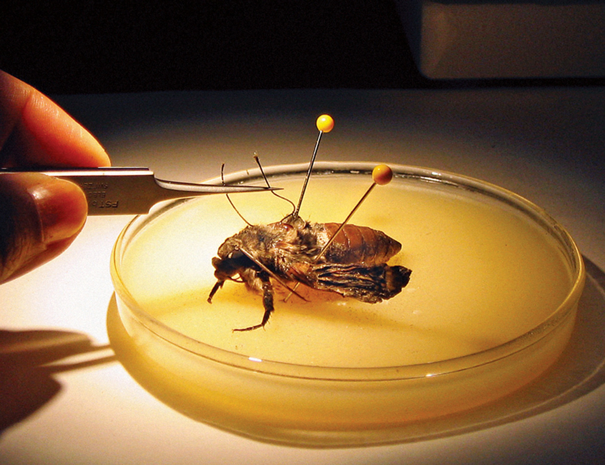 A photograph of a newly emerged Manduca sexta moth with silk thread successfully embedded lengthwise along its thorax.