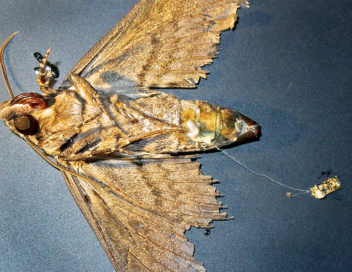 Dead Manduca sexta moth after gold-coated silicon implant, visible on the right, was removed from its seventh abdominal segment, taking large parts of gut along with it.