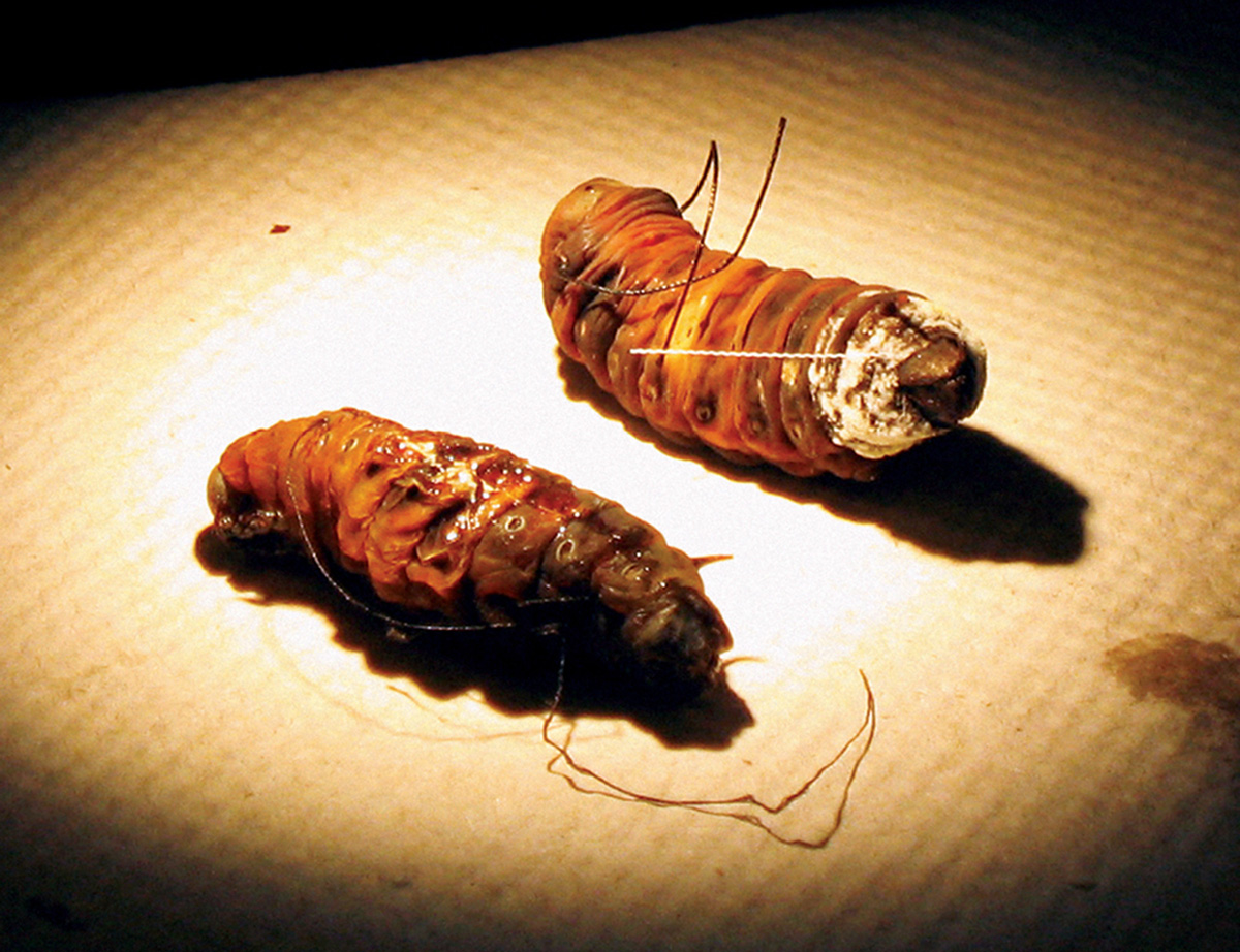 A photograph of two tobacco hornworm pupae after crosswise insertion of silk thread pierced their guts, killing them.