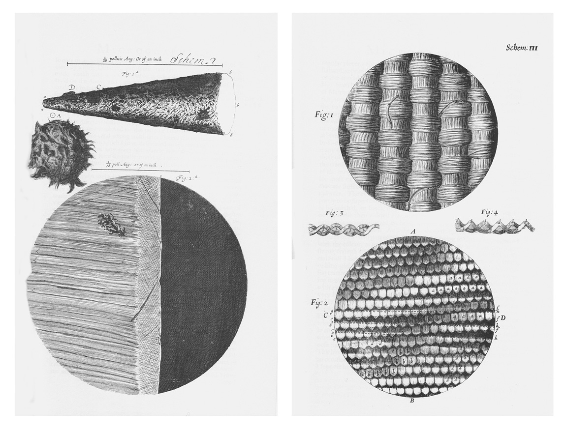 Two pages from Robert Hooke's 'Micrographia.'