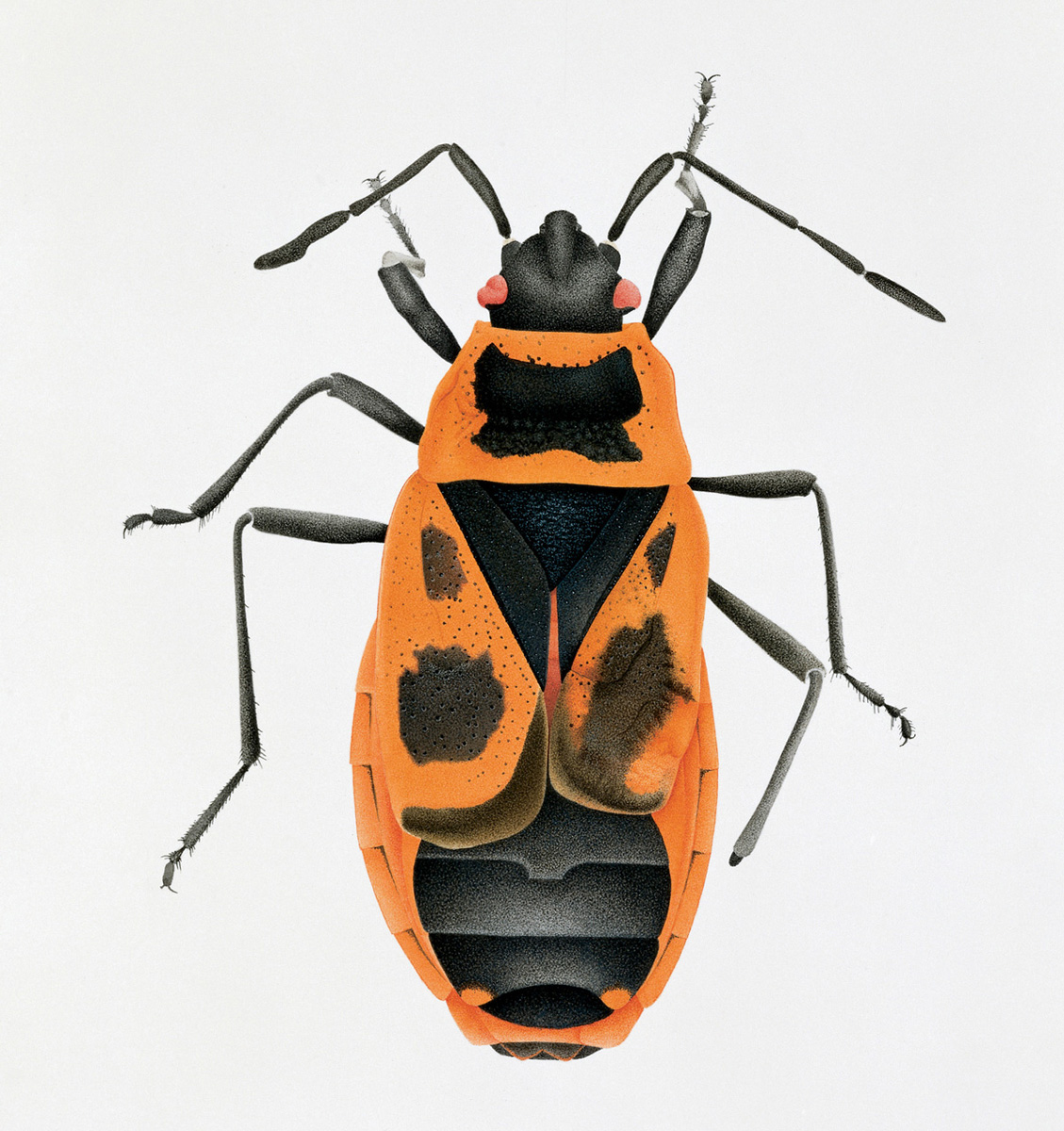 A nineteen ninety one drawing by artist Cornelia Hesse-Honegger of a fire bug, Phyrrhocoris apterus. This specimen from former East Berlin is badly damaged. It has a large bump on the thorax and the chitin surface is dusty and dull. The left feeler has only three segments and is misshapen. The right hind leg is deformed and missing a foot. The rims of the neck plate are damaged, and the left eye is indented.