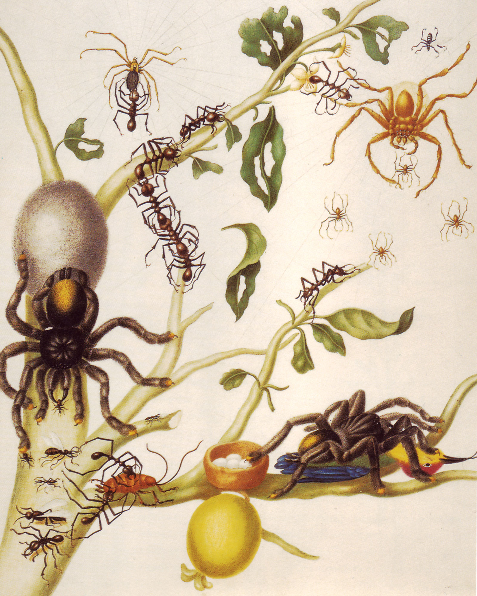 Maria Sibylla Merian’s early eighteenth century illustration titled “Guava tree, various insects and a hummingbird.”