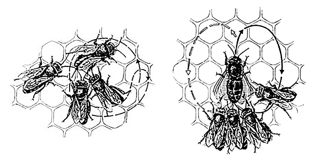 Left: The round dance. Right: The waggle dance. Karl von Frisch, The Dance Language and Orientation of Bees, 1965.