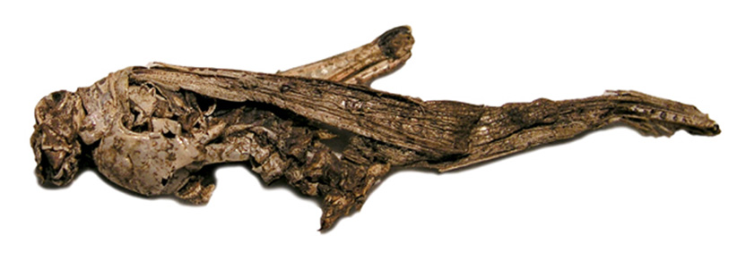A photograph of the remains of a Rocky Mountain locust, preserved from the sixteenth century in the ice of Knife Point Glacier, Wyoming.