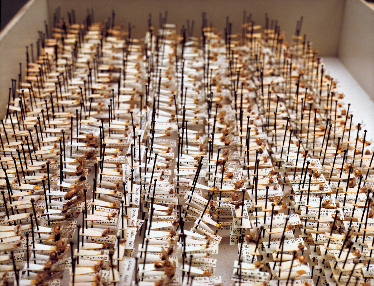 A photograph of some of Kinsey’s specimens. Kinsey’s tiny gall wasps were mounted on pins and neatly labeled; he had 7.5 million specimens in his collection.