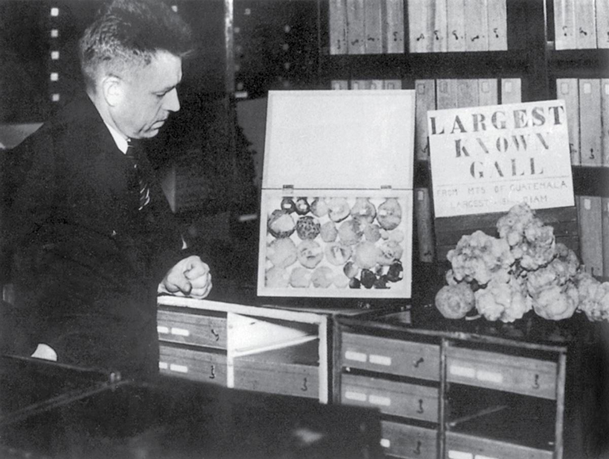 Kinsey surrounded by his collection. On the right is the “LARGEST KNOWN GALL,” which he harvested on a research trip to Guatemala in 1936, two years before he gave up almost two decades of gall wasp research to become a sexologist.