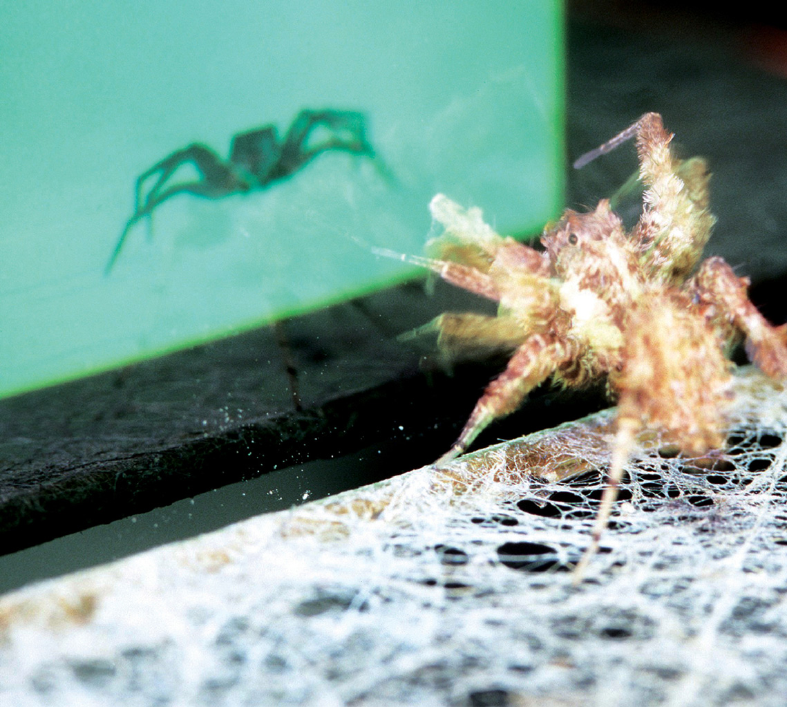A photograph of Portia, a species of jumping spider, attacking a cartoon incarnation of a rival on a television screen the size of a postage stamp.