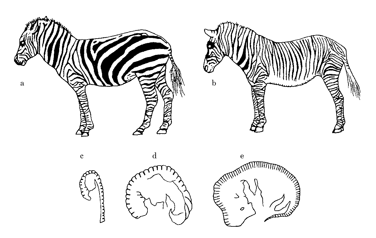 An illustration comparing two different types of zebras and their stripes. 