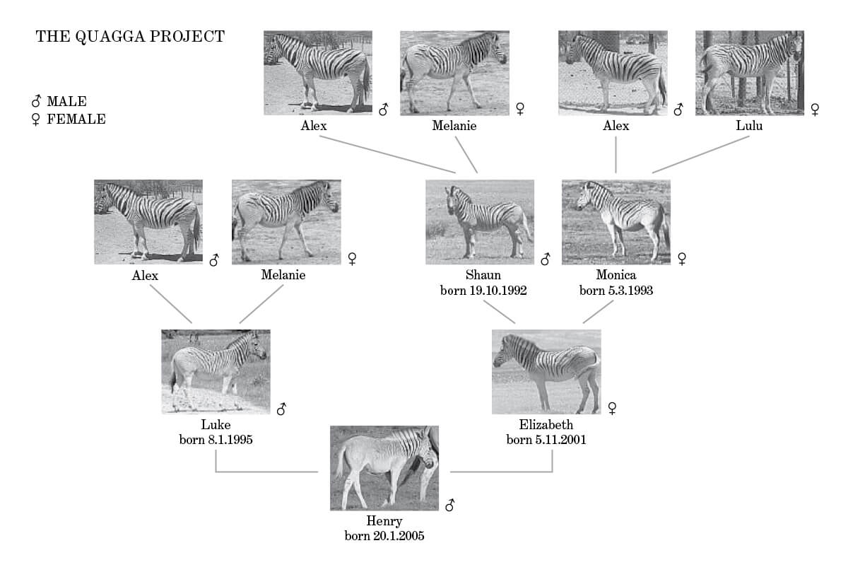Family tree of most quagga-like foal to date, born 20 January 2005. This young colt “Henry” is third-generation offspring from the mother’s side, while only second-generation from the father’s side. Courtesy The Quagga Project.