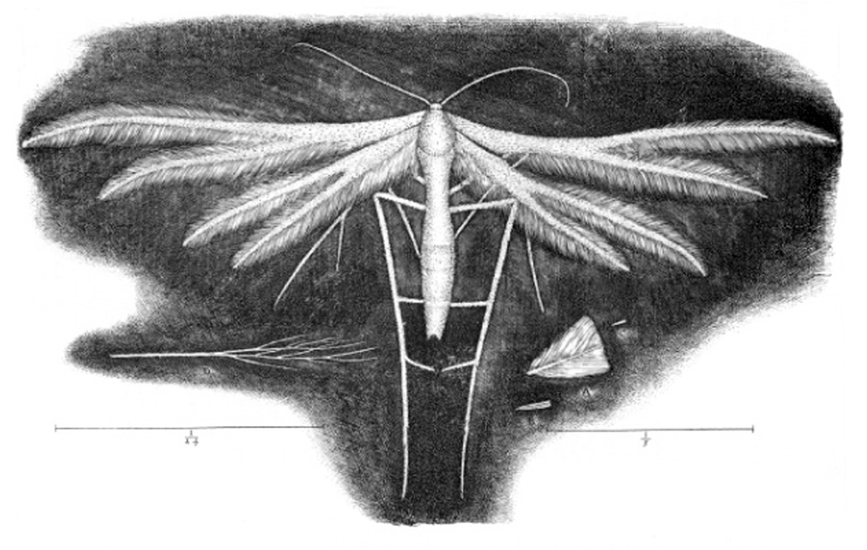 The white featherwing’d moth or tinea
argentea, from Robert Hooke’s 1665
volume on microscopy, Micrographia.