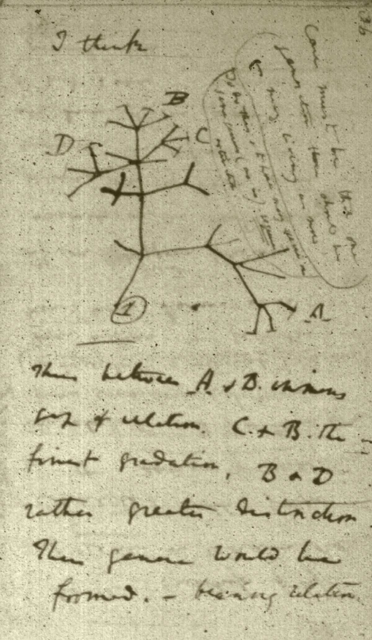 Darwin’s first sketch for a Tree of Life, which appeared in his private notebook (“Notebook B on the transmutation of species,” eighteen thirty-seven to eighteen thirty-eight). The accompanying text reads: “I think … Case must be that one generation then should be as many living as now. To do this and to have many species in same genus (as is) requires extinction. Thus between A & B immense gap of relation. C & B the finest gradation, B & D rather greater distinction. Thus genera would be formed.—bearing relation.”
