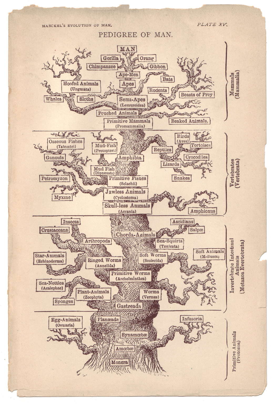 Ernst Haeckel’s first diagram of the Tree of Life appeared in eighteen sixty six in “General Morphology.” The tree had become an enormous oak by the time this drawing appeared in his eighteen seventy nine book, “The Evolution of Man.”