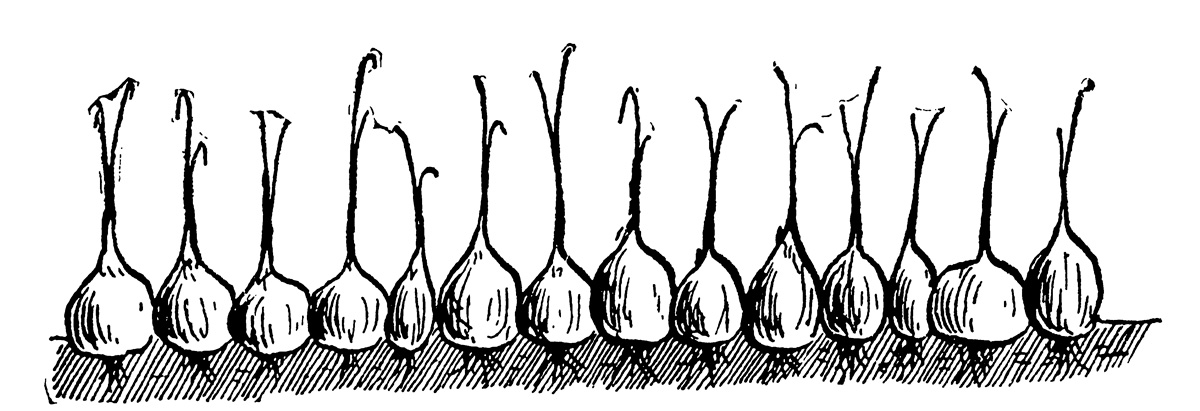 A perfect crop of Gibraltar onions. Illustration from T. Greiner, The New Onion Culture: A Complete Guide in Growing Onions for Profit, 1905.