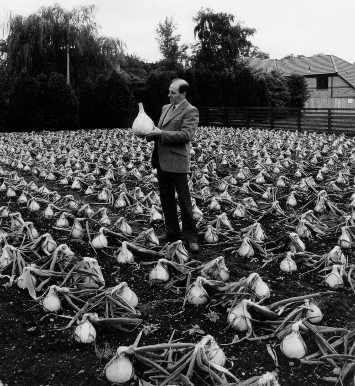 Hector Innes, “Robin Hogg holding the heaviest onion on world record, an onion of the Kelsae variety grown by Mr Ednie of Fife. From ca. 1965 to 1996 Hogg was responsible for the seed production and development of the Kelsae seed variety in Kelso, Scotland,” ca. 1995. Courtesy Robin Hogg.