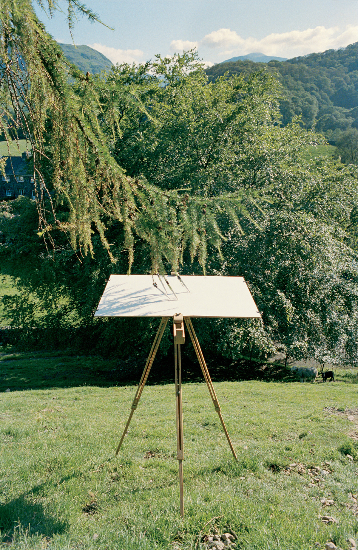 A photograph of a tree with pens attached to its branches; one half of the artwork titled 