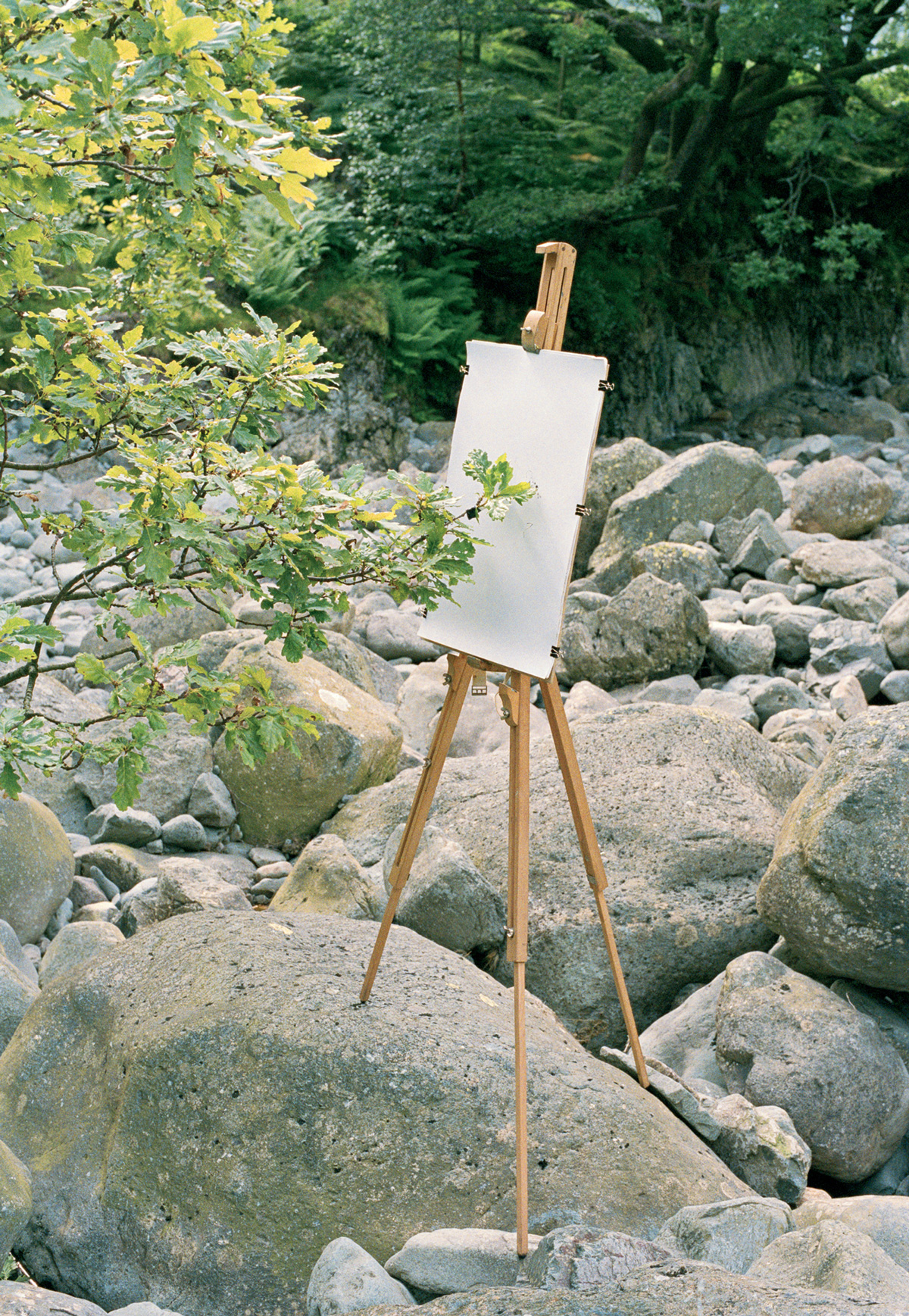 A photograph of a tree with pens attached to its branches; one half of the artwork titled