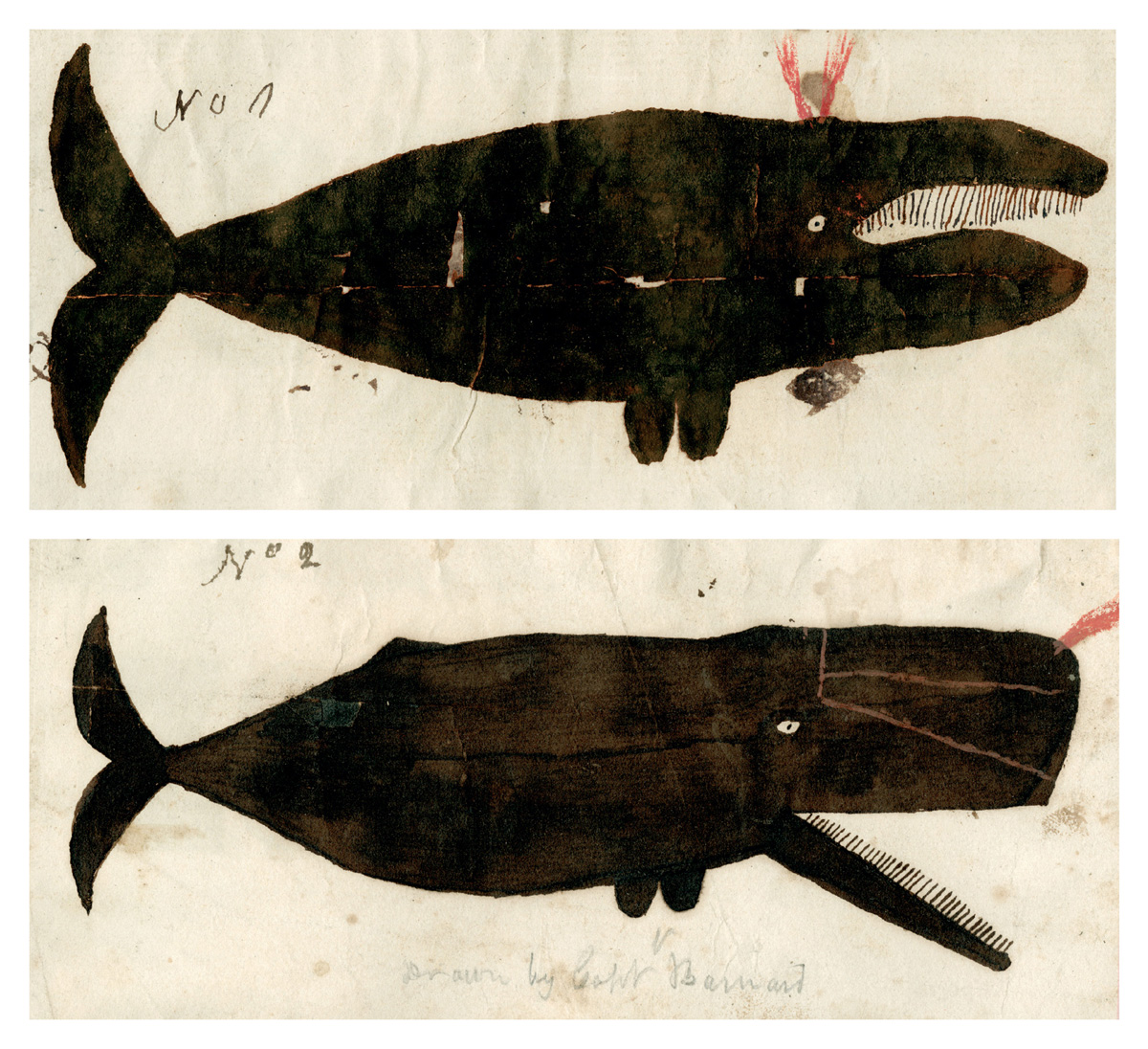 Two images: Captain Valentine Barnard’s depiction of a right (or perhaps a bowhead) whale and of a sperm whale, circa eighteen ten.