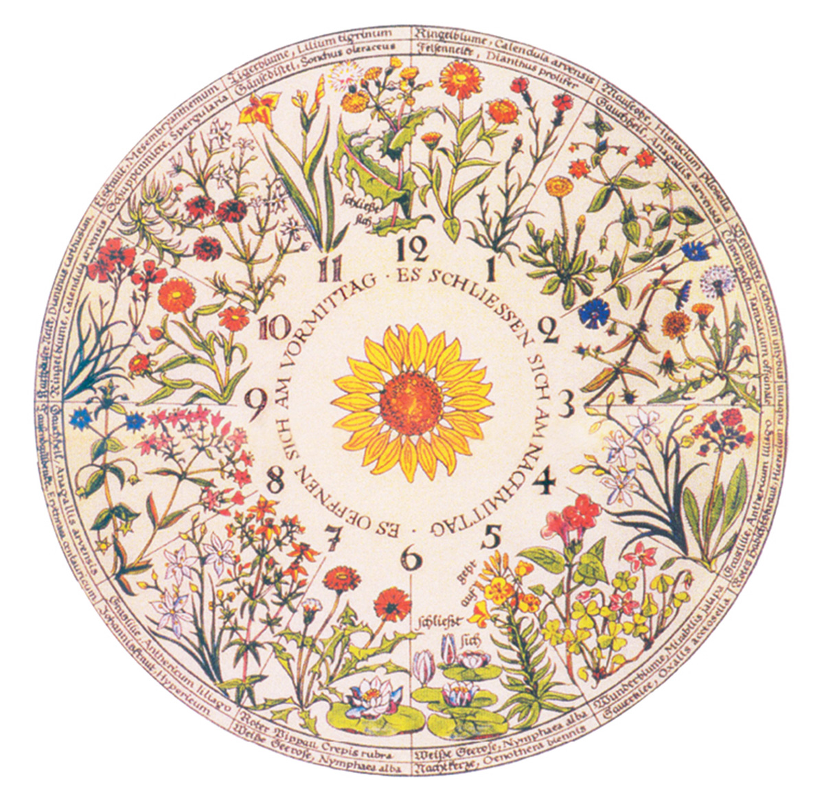 A clock face painted with a plant species at each hour to replicate a horologium florae.