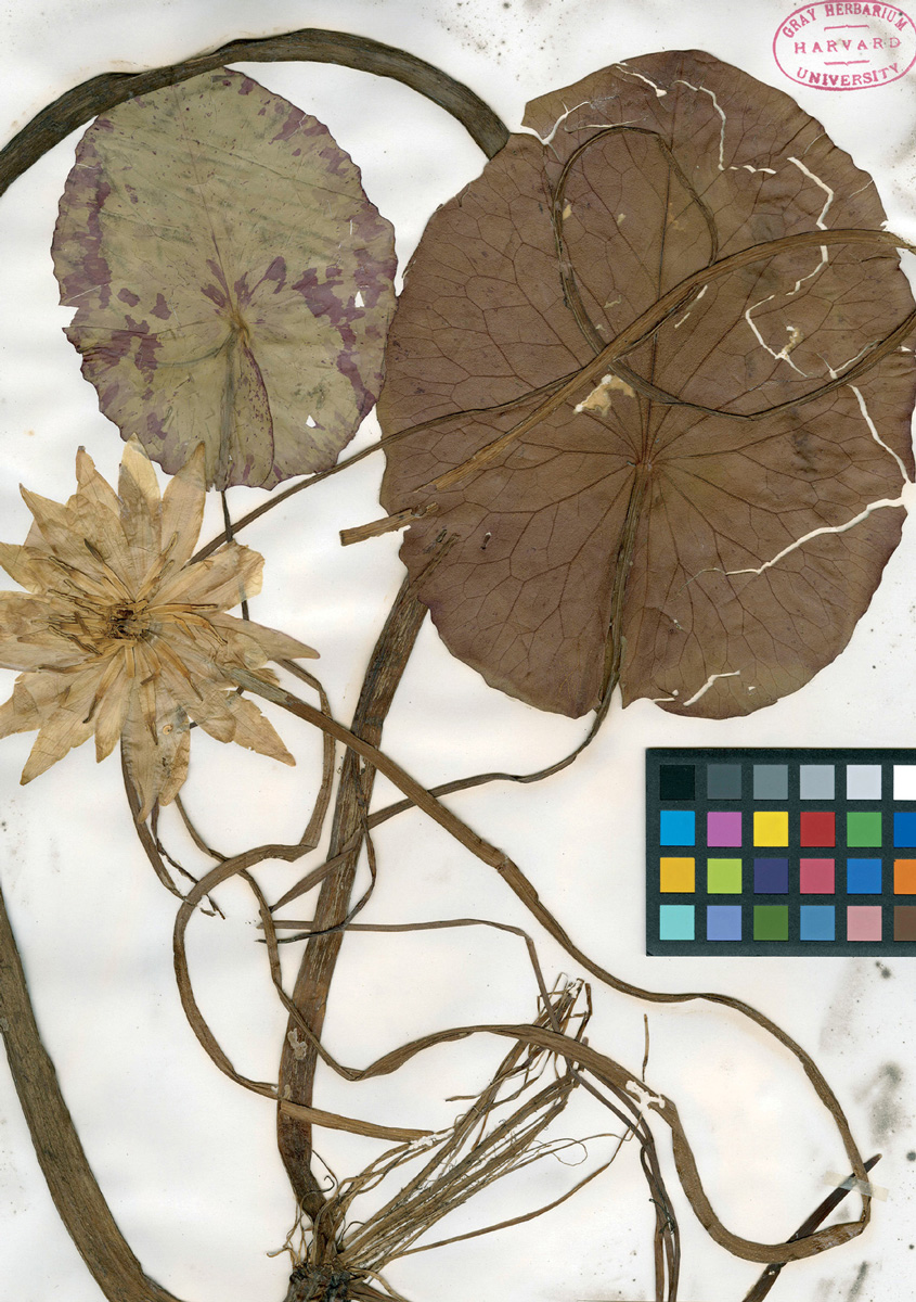 A specimen of Nymphaea mexicana collected by Mary Treat. Courtesy the Gray Herbarium, Harvard University.