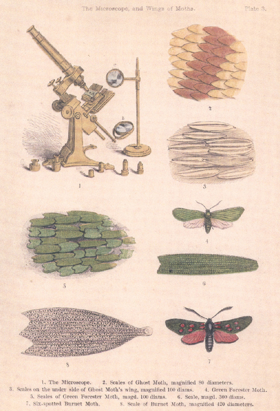 An illustration from Mary Ward’s A World of Wonders Revealed by the Microscope (1858).