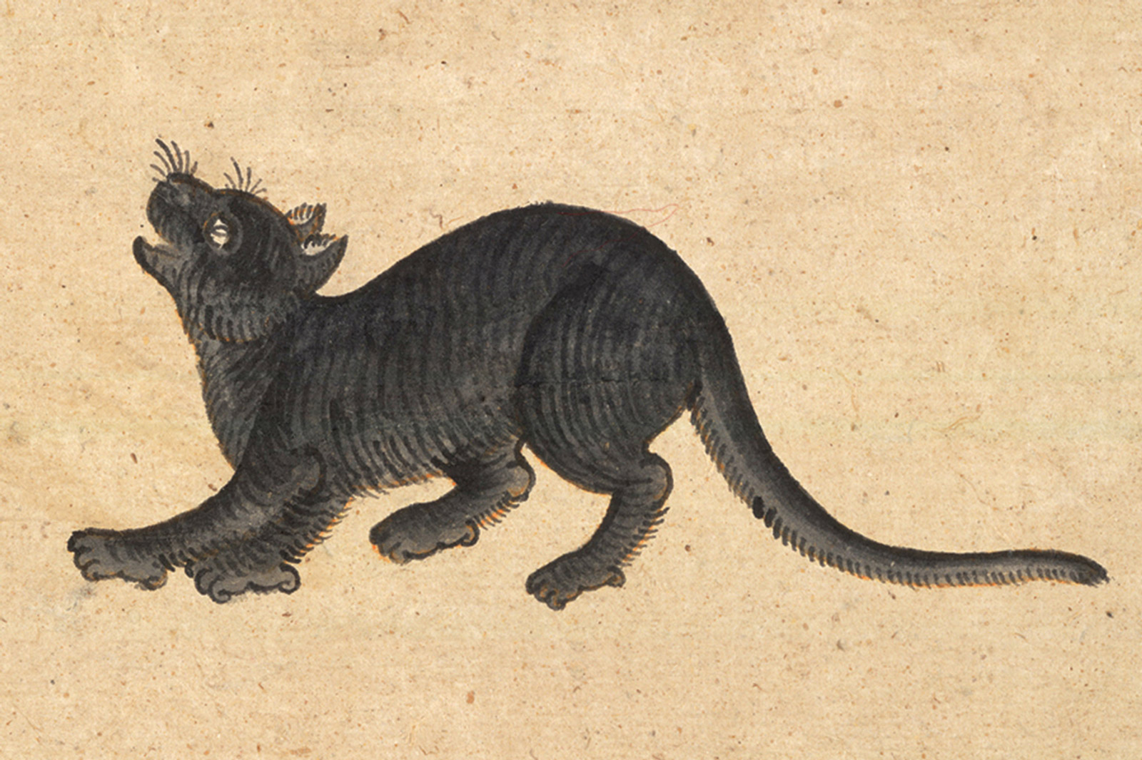 An illustration of a Ninlarat (Dark Sapphire) cat from a mid-nineteenth-century manuscript titled “Tamra Maew.” The accompanying caption reads : “As the name, the breed. Dark Sapphire,
Perfect shiny black form,
Teeth, eyes, claws, tongue, black as the body,
And a tapering tail to the end, running back to touch the head.”