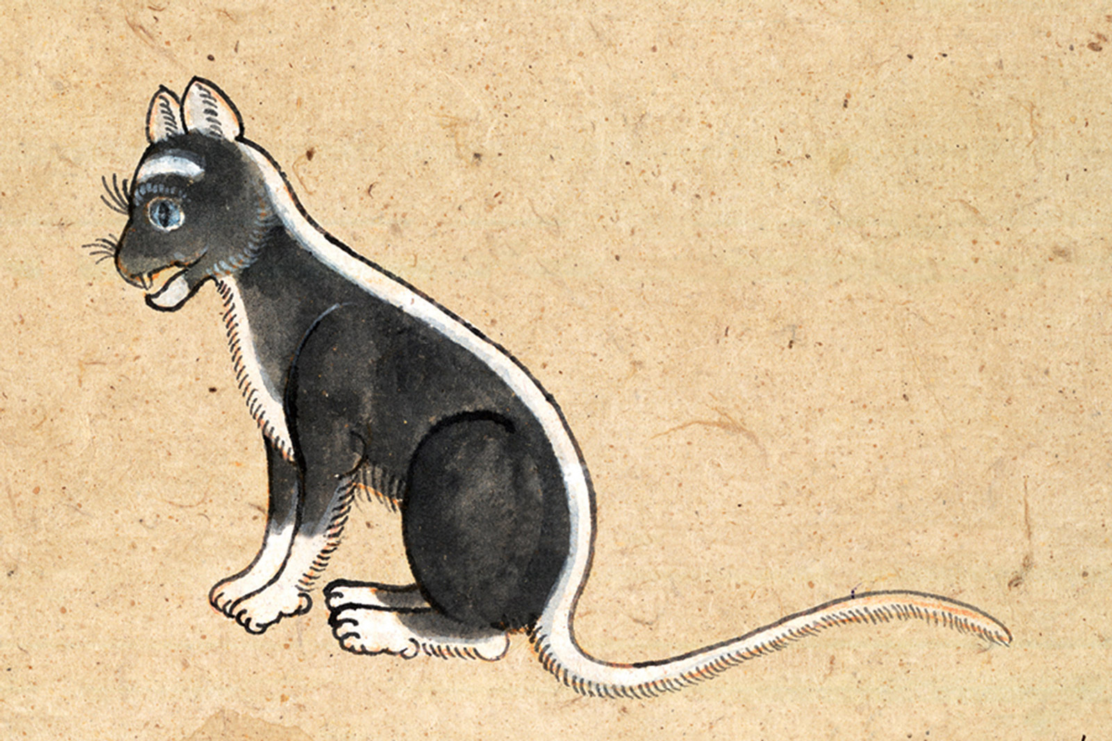 An illustration of a Wilat (Beauty) cat from a mid-nineteenth-century manuscript titled “Tamra Maew.” The accompanying caption reads : “Round from throat and underbelly, two ears
White to the tail—a cotton flower.
All four paws white, two green eyes,
The name Beauty for its body’s black field.”