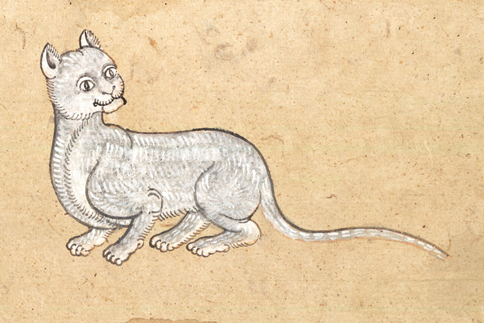An illustration of a Maaleht (Flower) or Dork Lao (Lao Flower) cat from a mid-nineteenth-century manuscript titled “Tamra Maew.” The accompanying caption reads: “Grace of the flower, its body evenly colored,
Fur like the lao flower, smooth.
Fur roots a cloudy gray, off-white
Eyes, like dewdrops on a lotus.”