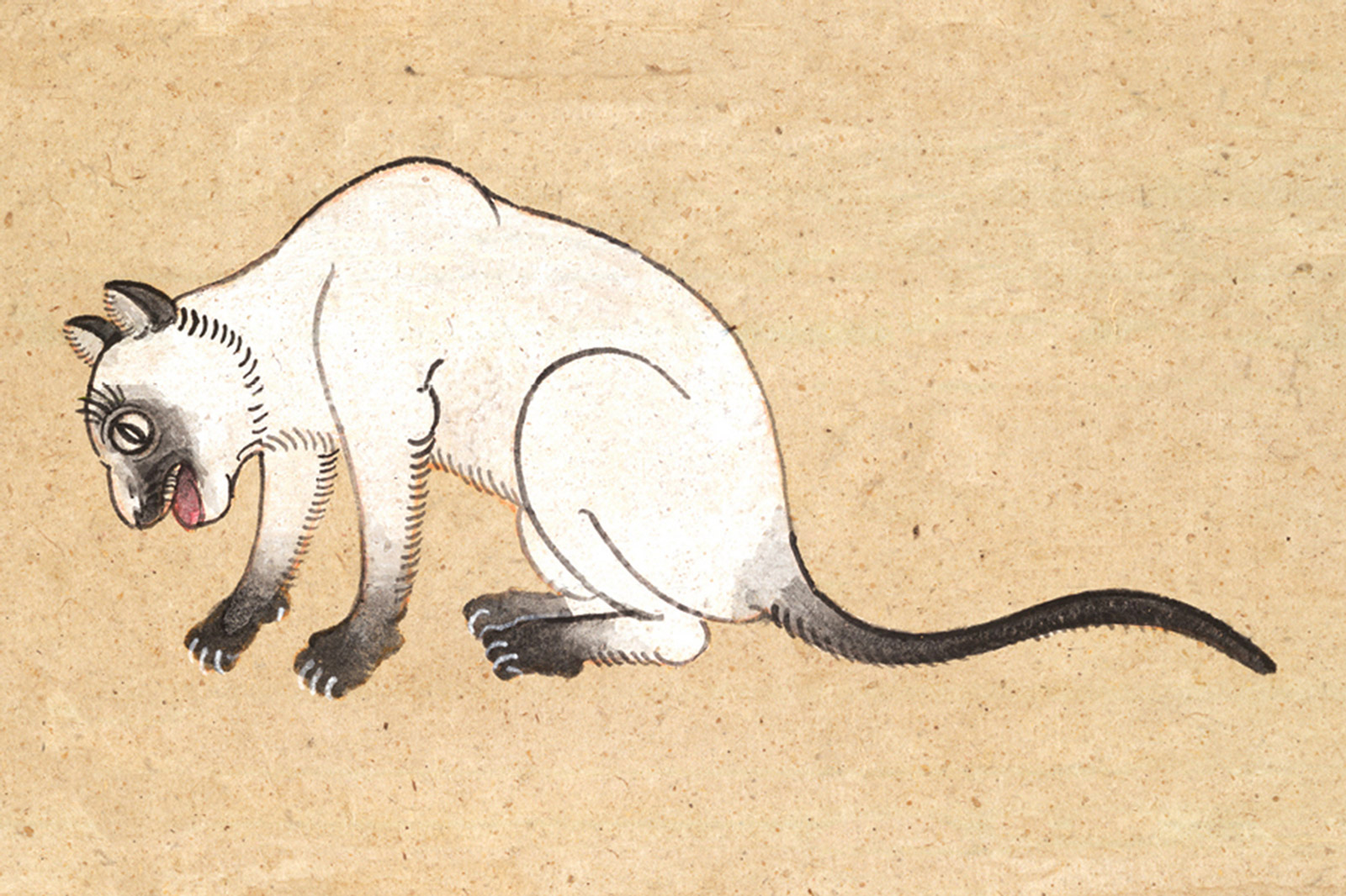 An illustration of a Wichien Maas (Moon Diamond) cat from a mid-nineteenth-century manuscript titled “Tamra Maew.” The accompanying caption reads: “Upper mouth, tail, four paws, and two ears,
Eight points of pure black, as stated.
Eye color shines bronze-gray,
The name Moon Diamond for the white fur.”