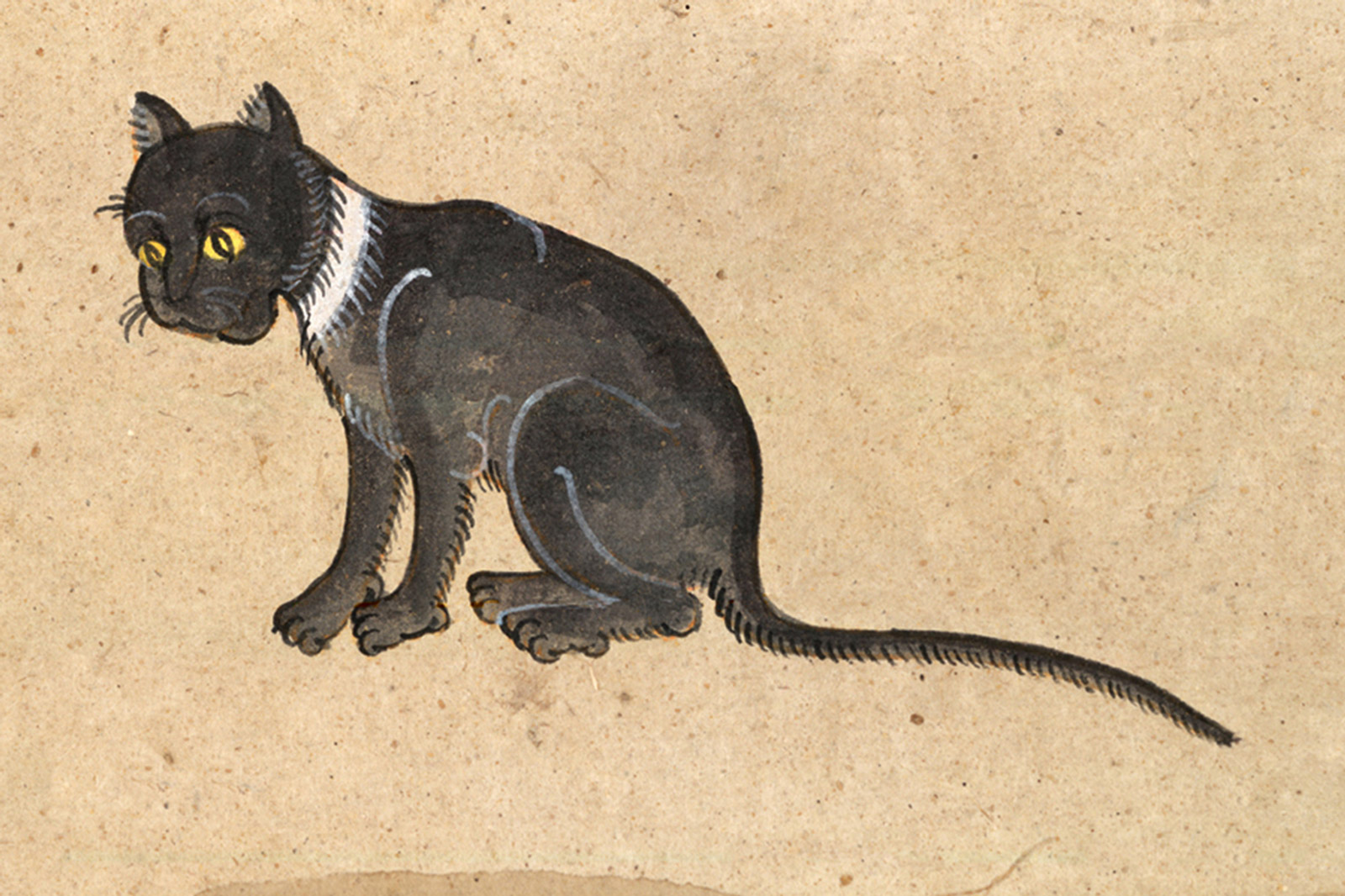 An illustration of a Ninlajak (Sapphire Circle) cat from a mid-nineteenth-century manuscript titled “Tamra Maew.” The accompanying caption reads: “The name Sapphire Circle bespeaks grace.
Body to crows’ wings truly compares,
White around the neck, and
can live in any country; this cat one should look after.”