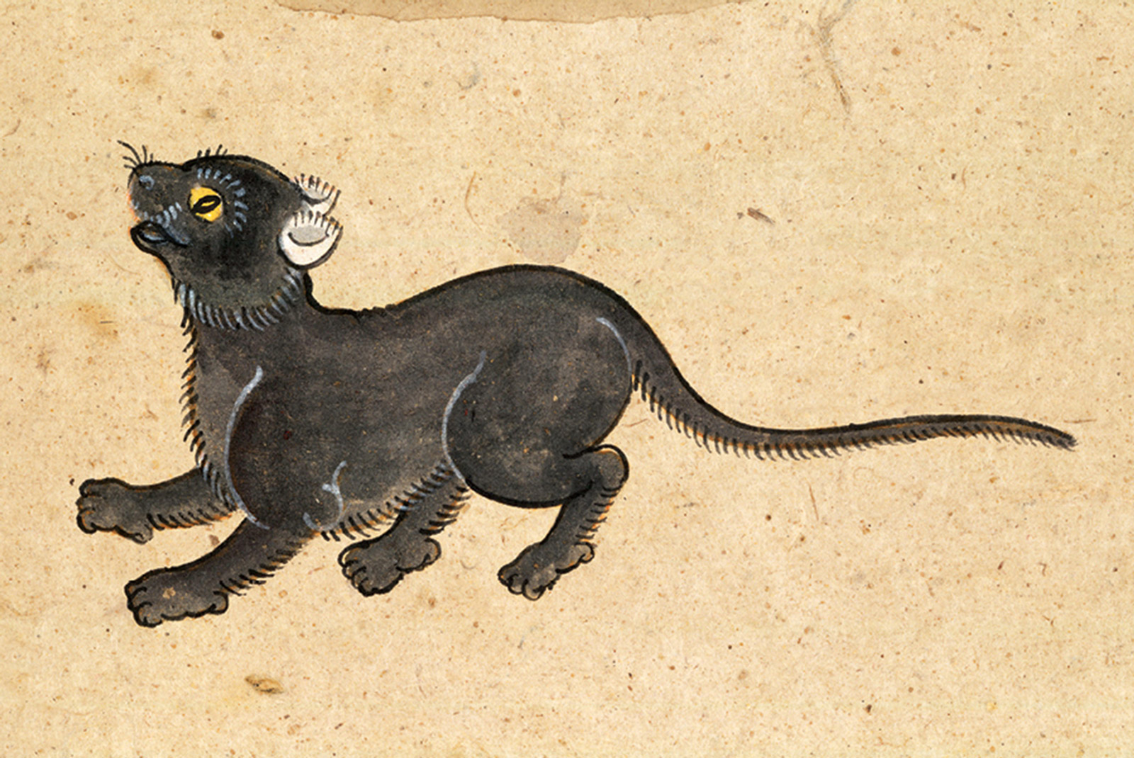 An illustration of a Mulila cat from a mid-nineteenth-century manuscript titled “Tamra Maew.” The accompanying caption reads: “Mulila is one with its name,
Two ears white, as if embroidered.
Eyes like blooming flowers, like the yellow chrysanthemum.
To the tail-tip all black—feet, body, and head.”