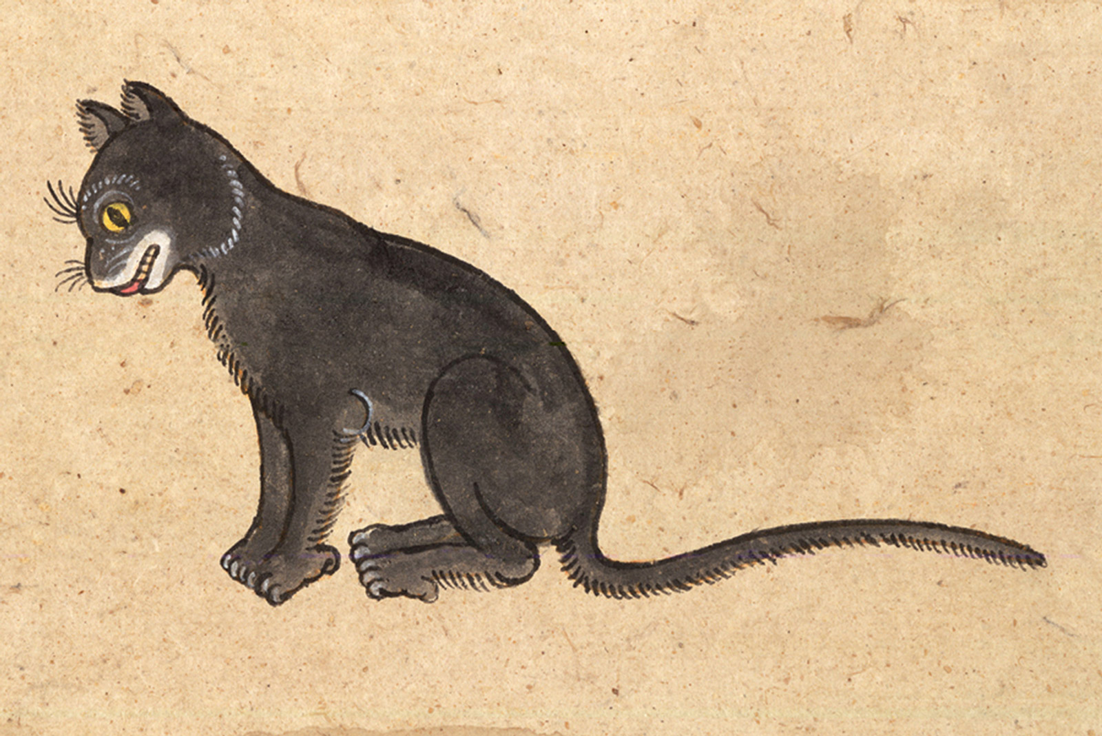 An illustration of a Krajork (Sparrow) cat from a mid-nineteenth-century manuscript titled “Tamra Maew.” The accompanying caption reads: “With the name Sparrow, a nice round frame.
Black body, the shaded background.
White fur, like clouds, floats around the mouth.
Eyes a mix of fresh colors, like gamboge pigment.”