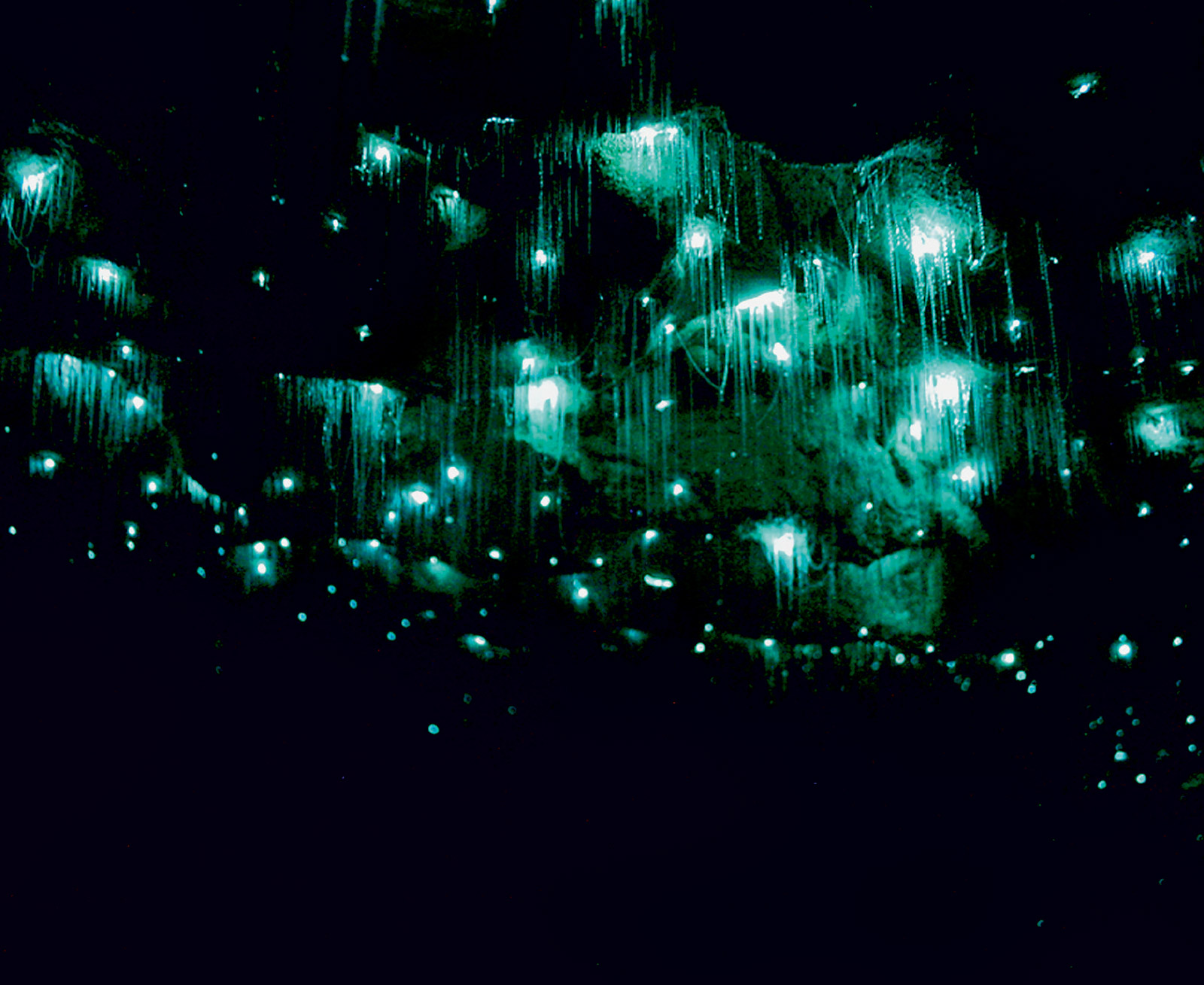 A postcard depicting a photograph of Glowworm Grotto, Waitomo Cave, New Zealand, a cave with glowing thread-like forms hanging from the ceiling.