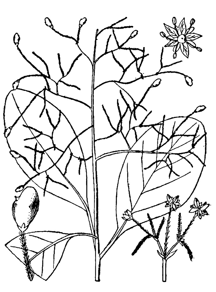 American Smoketree (Cotinus obovatus). Nathaniel Lord Britton and Addison Brown, An Illustrated Flora of the Northern United States and Canada: From Newfoundland to the Parallel of the Southern Boundary of Virginia, and from the Atlantic Ocean Westward to the 102d Meridian (New York: Charles Scribner’s Sons, 1896).