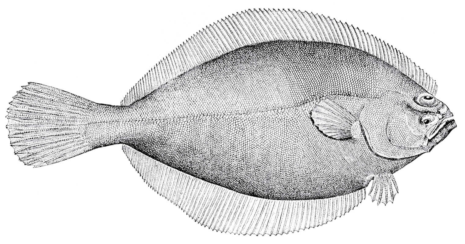 A drawing of an American plaice.