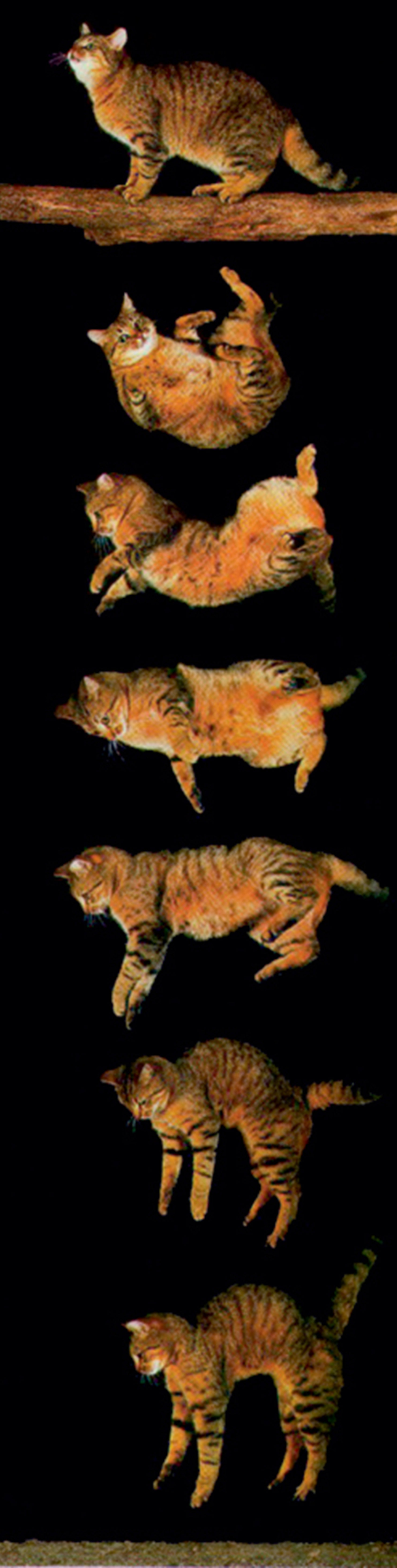 A time-lapse photograph showing the positions assumed by a cat as it falls from a branch.