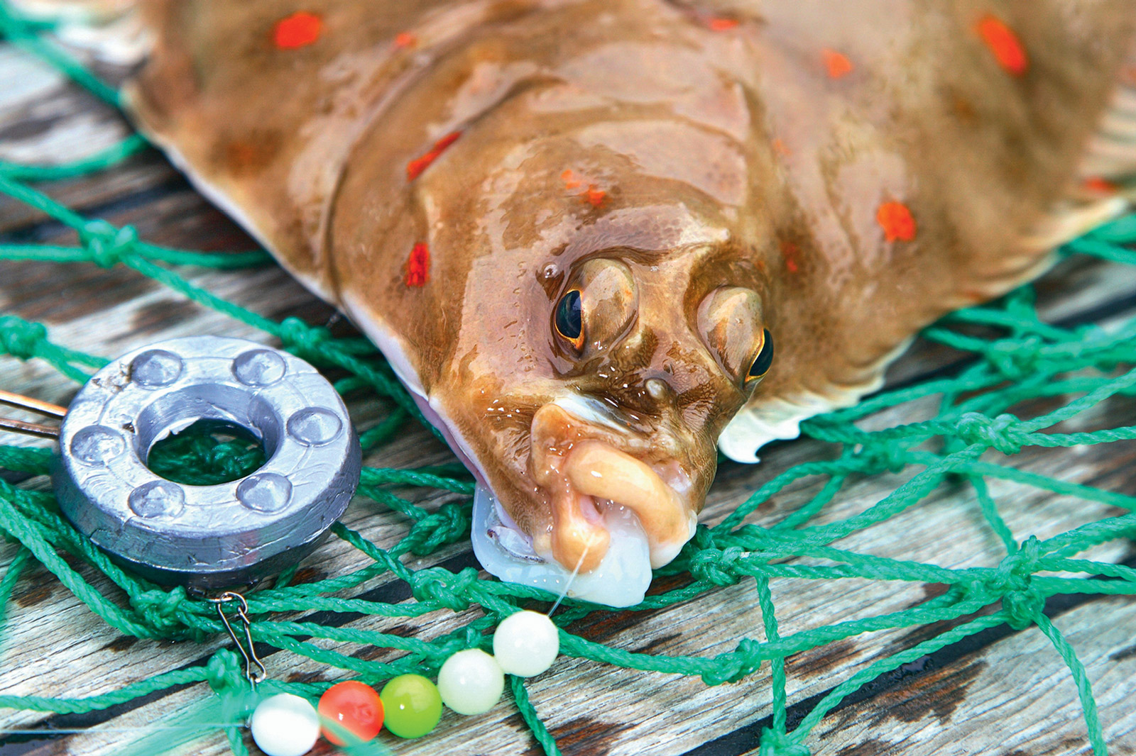 A photograph of writer and part-time fisherman Russ Symon's catch of the day.