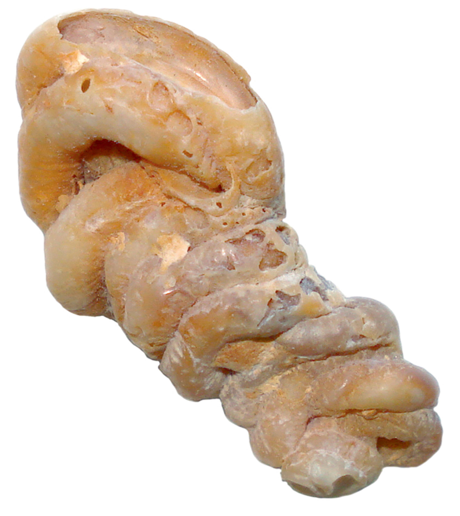 A photograph of a rock which resembles a large intestine.