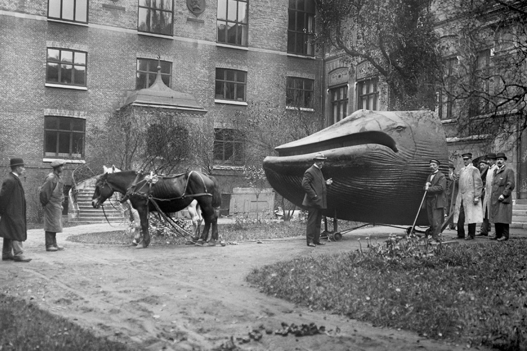 The Malm Whale being moved from Ostindiska Huset to its newly built
premises at Naturhistoriska Museet at Slottsskogen, 1 November 1918.
Photos Elisabet Petersson.