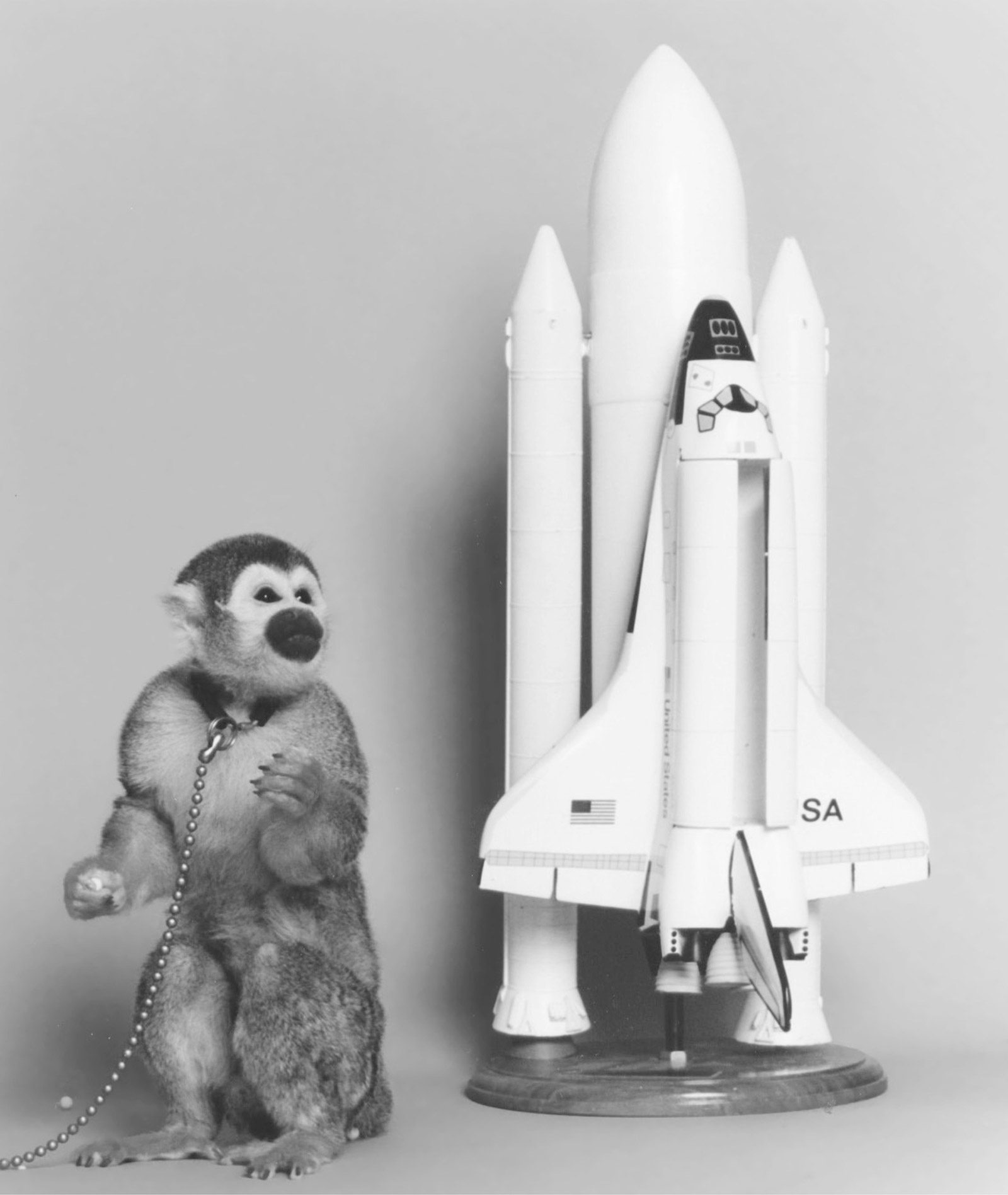 A photograph of one of the two squirrel monkeys who flew on a space shuttle mission in April 1985. 