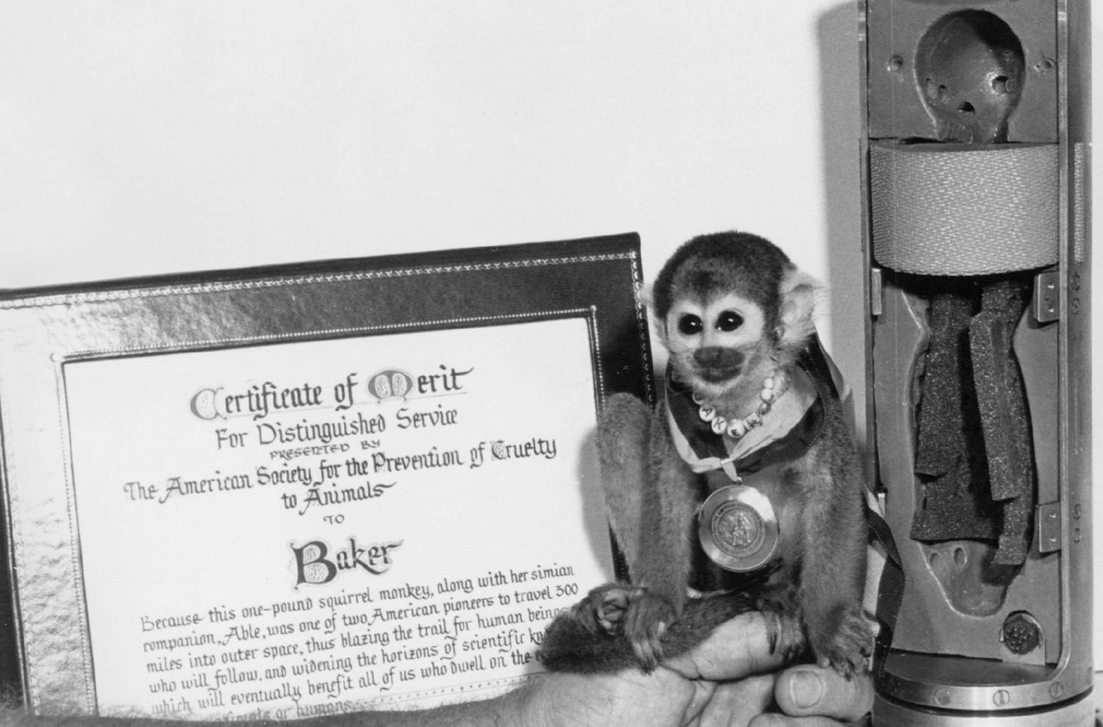 A photograph of the squirrel monkey Miss Baker after she had flown three hundred and sixty miles into space in May 1959. In the photo she appears with a congratulatory certificate from the American Society for the Prevention of Cruelty to Animals.
