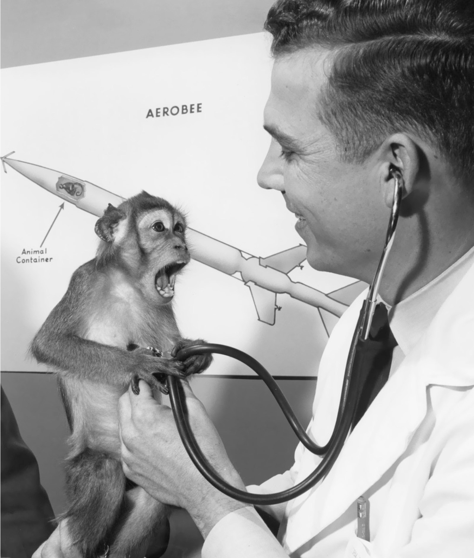 A photograph of a physician examining macaque monkey Michael after his May 1952 flight on the Aerobee carrier rocket.